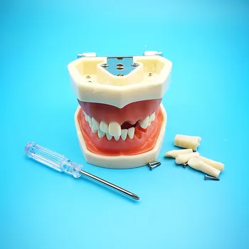 שן דגם אורלי מלמד דגם שרף שיניים אימון הכנה בפה מלא רך מסטיק להסרה מודל